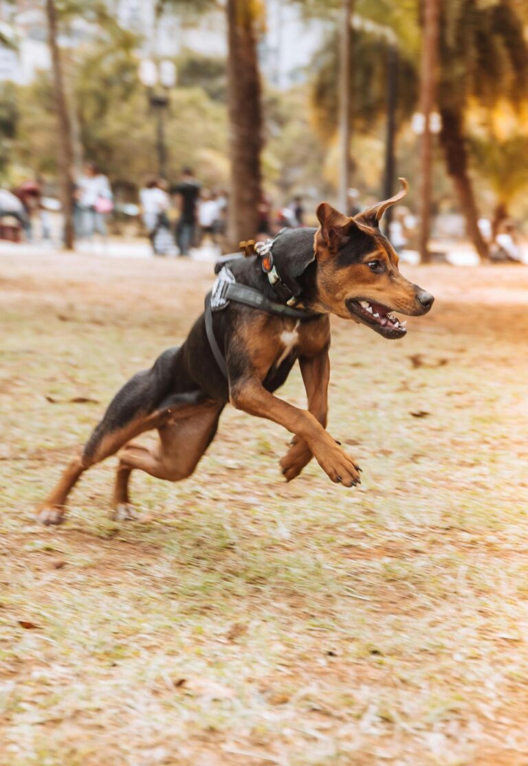 Dicas de corrida em São Paulo para iniciantes em busca de saúde e bem-estar