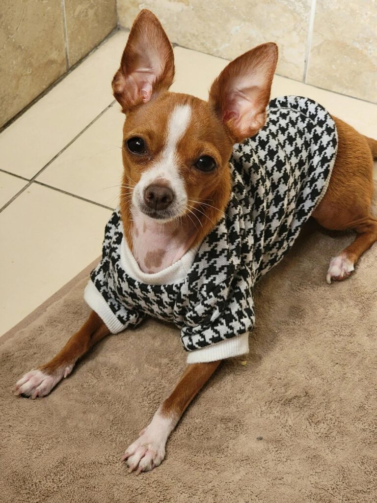 Estilo e Conforto: Agasalhos Ideais para Pets em Atividade